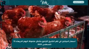 أسعار الدواجن في كفر الشيخ تتراجع بشكل ملحوظ اليوم الأربعاء 13 أغسطس 2025
